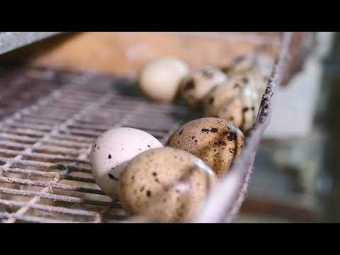 Видео: Перепелиный бизнес. О хлебе насущном от 22.01.22