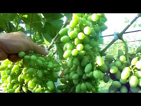 Видео: Прореживание гроздей