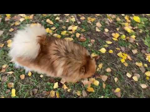 Видео: Прогулка с собачками