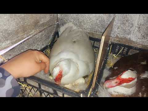 Видео: забирать индоутят у утки или нет??