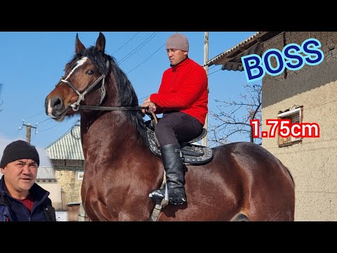 Видео: пай пай BOSS   1.75 cm. Аттын  Удары  Зиту Браттан Сатууга Чыкты