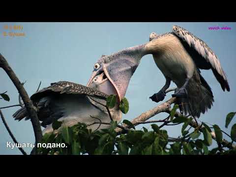Видео: Слайд-шоу моих фотографий из проекта группы "Объективное фото" в Одноклассниках.