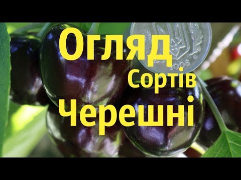 Видео: Кращі сорта ЧЕРЕШЕНЬ/Огляд плодів/Захист Черешень від птахів