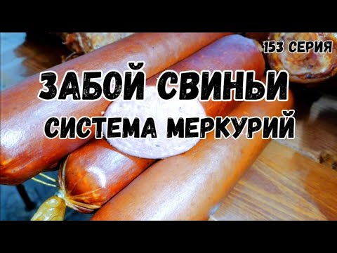Видео: Забой свиньи.Система меркурий.
