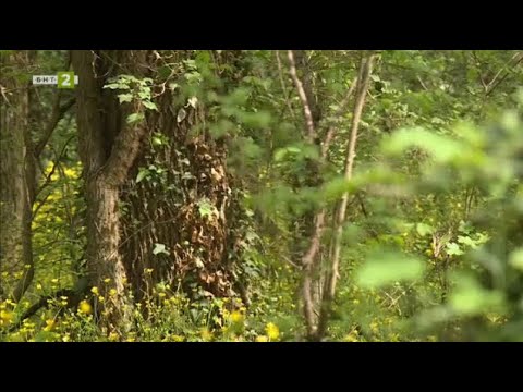 Видео: Пътешествие сред защитената природа, №1 - Туризмът - 24.11.2024