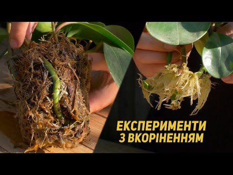 Видео: ЯКИЙ СПОСІБ ВКОРІНЕННЯ КРАЩИЙ? Три способи вкорінення живців.