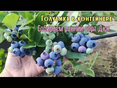 Видео: Собираем урожай. Обзор голубики сорта Дюк.