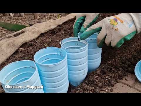 Видео: БОРДЮР ИЗ ПЛАСТИКОВЫХ БУТЫЛОК МИНИ ЗАБОР ДЛЯ ГРЯДОК ЦВЕТНИКОВ/РАБОТАЕТ ГОДАМИ@obovsemsmarusya