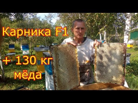 Видео: Отбор мёда. Контрольный улей, Карника F1 +130 кг мёда