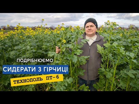 Видео: Гірчиця на сидерати. Рубаємо подрібнюючим котком Технополь ПТ-6 на невирівняному полі