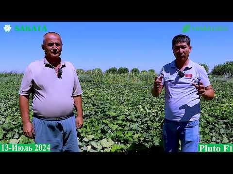 Видео: Xатирчилик миришкор деҳқон етиштираётган Pluto F1 (Squash Pluto F1-Sakata)