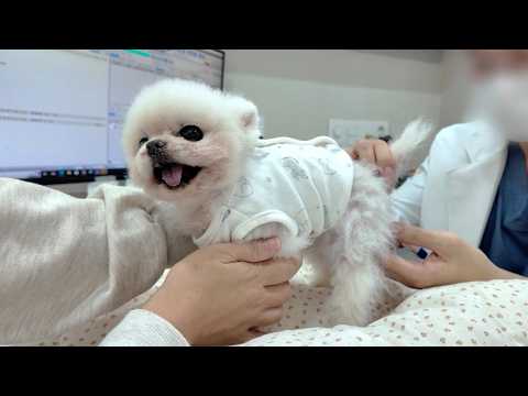 Видео: У Понгки кровь в стуле! Удивительная причина, по которой она есть у домашней собаки