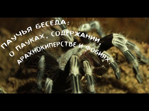 Видео: 🕷Паучья беседа: О пауках, Арахнокиперстве, Содержании и фобиях.🕷