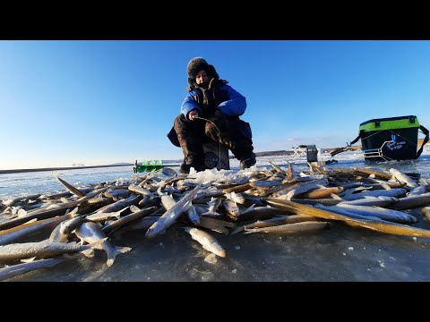 Видео: р.Петровка Приморский край ,открытие зимнего сезона по ловле корюшки.30.11.23.