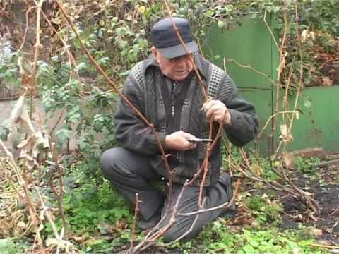 Видео: Осенняя обрезка винограда