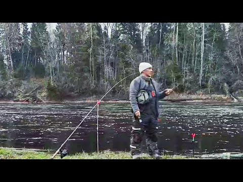 Видео: Ловим Сырть на малых Реках.Приехали на речку половить вимбу на фидер.