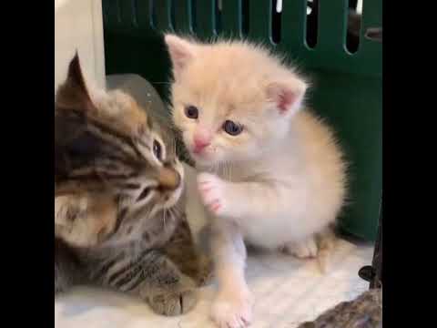 Видео: а горький вкус твоей любви speed up