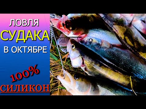 Видео: Судак на Отводной поводок-правильный монтаж!!!Как ЛОВИТЬ судака ЭТОЙ ОСЕНЬЮ? Ловля СУДАКА на реке !
