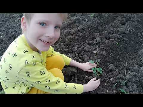 Видео: Огородные дела и сложно ли быть мамой солдата