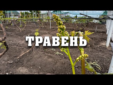 Видео: План робіт на травень. Як допомогти винограду після заморозків