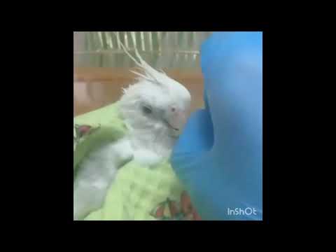 Видео: Школа ветврача орнитолога.  Работа с зондом 14G.