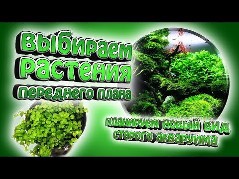 Видео: Выбираем лучшее растение переднего плана! - Новый вид старого аквариума