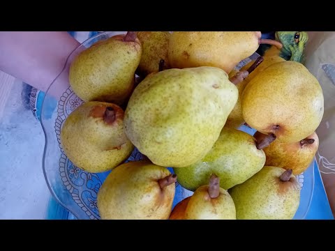 Видео: Обрахме крушите!Да си направим сладко за зимата!💯❤️🇧🇬👌102#Collect pears to make jam for winter!🇧🇬❤️💯