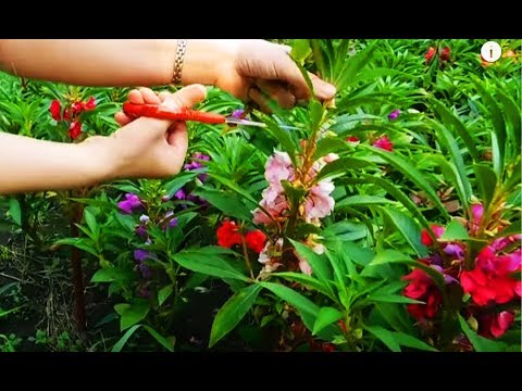 Видео: 🌱Бальзамины Садовые и в саду и дома. Отлично растут в тени ! 🌱