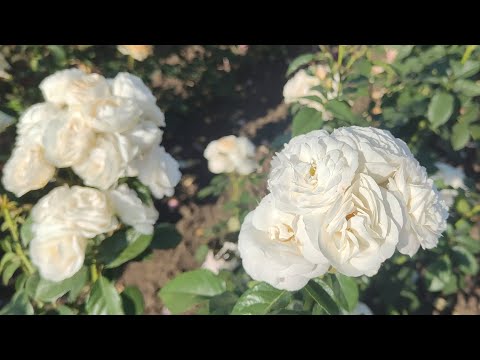 Видео: 💗💗💗ОБИЛЬНОЕ ПЫШНОЕ ЦВЕТЕНИЕ ЭТИХ РОЗ ВАС ОЧАРУЕТ !!! ♥️♥️♥️ rosebushes.ru