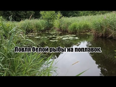 Видео: Рыбалка на малой реке. Рыбка присутствует.