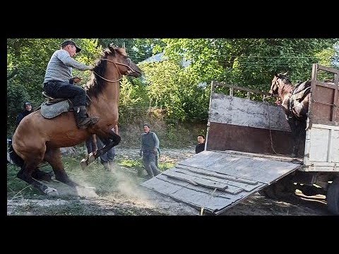 Видео: Саз Жайлоосуна Улакка жөнөдүк.