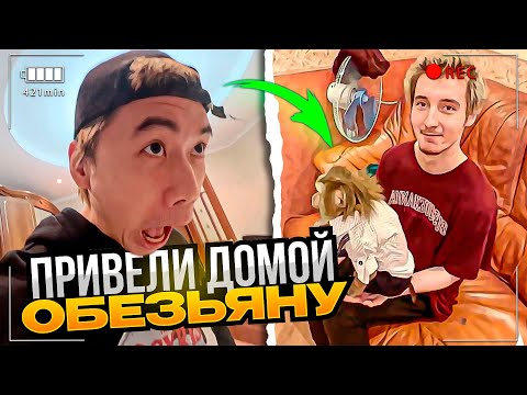 Видео: ДАНОН И СТОПБАН ЗАКАЗАЛИ ОБЕЗЬЯНУ НА ДОМ | ОБЕЗЬЯНА НАВЕЛА СУЕТЫ ДОМА У DANONEFLEXIN, STOPB4N