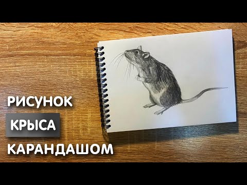 Видео: Как нарисовать крысу карандашом | Рисунок для начинающих поэтапно