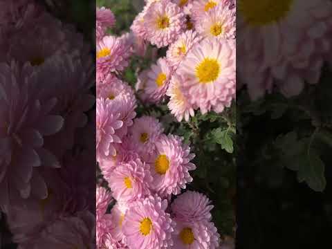 Видео: ♥️♦️У САМЫХ ПАССИВНЫХ УЧИТЕЛЕЙ САМЫЕ ТАЛАНТЛИВЫЕ УЧЕНИКИ» #ioannaserafim