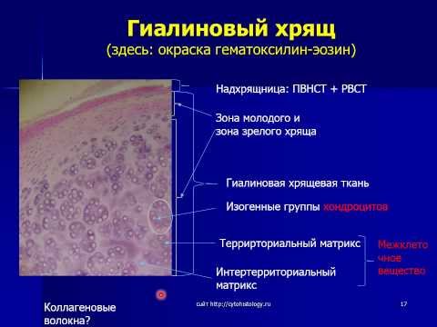 Видео: Хрящевые ткани