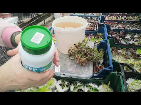 Видео: Супер укоренитель для черенков эксперимент