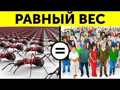 Видео: 65 быстрых фактов, которые сделают вас самым интересным человеком на вечеринке