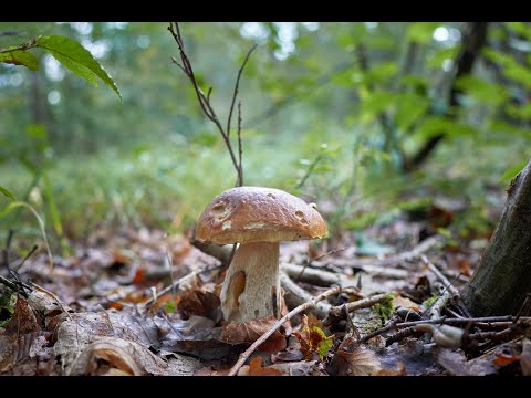 Видео: Осень.  Собираем грибы.