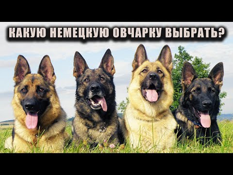 Видео: Какую НЕМЕЦКУЮ ОВЧАРКУ выбрать?