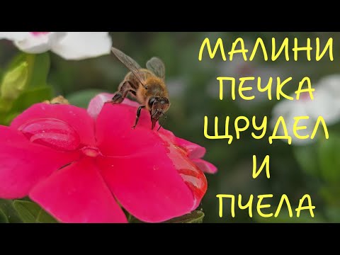 Видео: Подрязване на малините. Нахраних пчеличка. Запалих печката. Дойде есента.