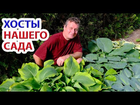 Видео: Хосты нашего сада.