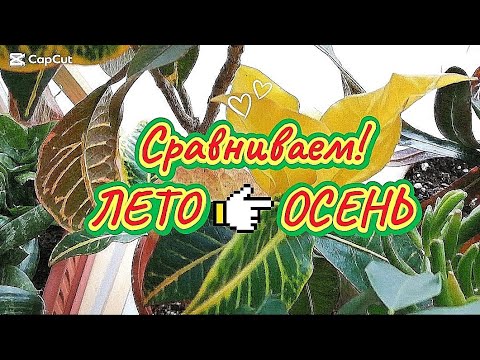 Видео: Что изменилось на  подоконнике🍁 Джунгли на минималке