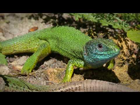 Видео: СТРАНДЖА - Вечното завръщане