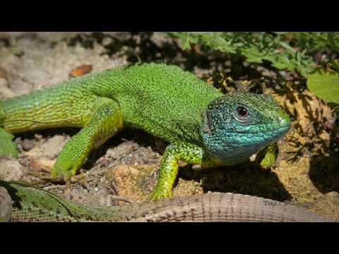 Видео: СТРАНДЖА - ВЕЧНОТО ЗАВРЪЩАНЕ