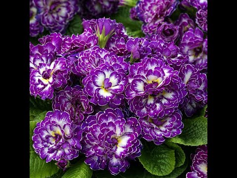 Видео: Примула махровая. Сорта зимующие в открытом грунте.