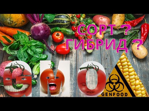Видео: Что выбрать,сорт или гибрид?Вся правда о ГМО.