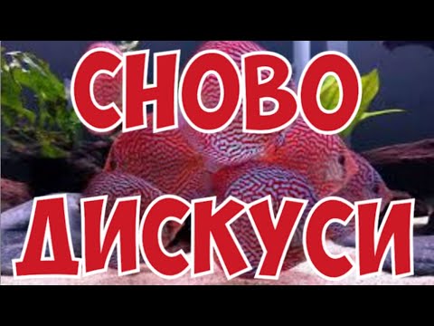 Видео: ОСОБЕННОСТИ КРАСИВОГО ПРУДА У СЕБЯ ВО ДВОРЕ !  ПОЧЕМУ ДИСКУСЫ ТАКИЕ ОСОБЕННЫЕ?