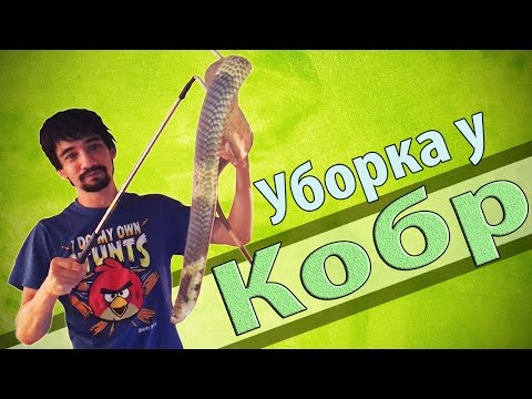 Видео: УБОРКА У КОБР: Капская кобра и полосатая кобра.