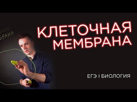 Видео: Клеточная мембрана, стенка и пелликула | ЕГЭ биология