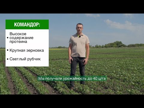 Видео: «PROкачай сою»: перспективные сорта, технологии возделывания, схемы защиты и питания